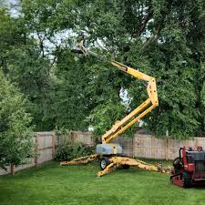 Best Tree Risk Assessment  in Willows, CA