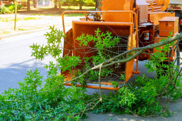 Best Seasonal Cleanup (Spring/Fall)  in Willows, CA