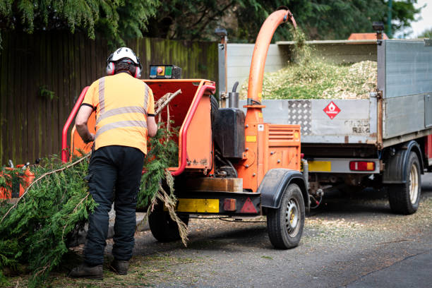 Best Tree Health Inspection  in Willows, CA