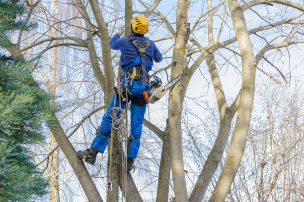 Best Tree Trimming and Pruning  in Willows, CA