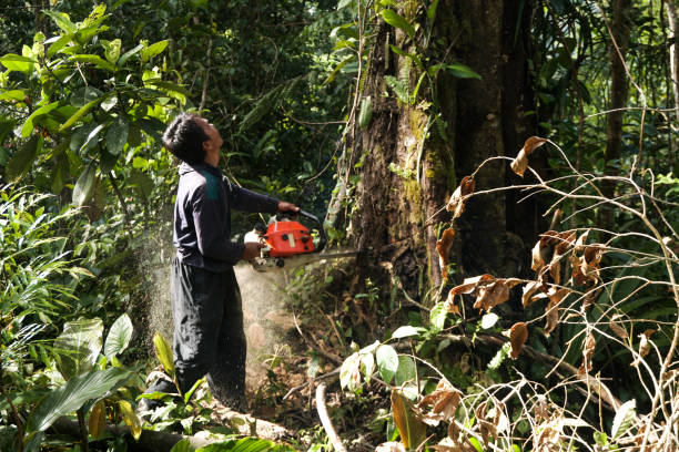 Best Tree and Shrub Care  in Willows, CA