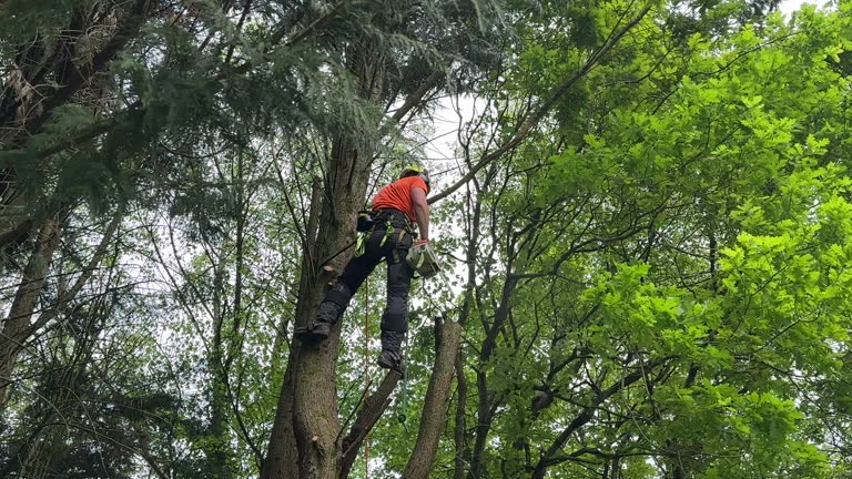 Best Stump Grinding and Removal  in Willows, CA