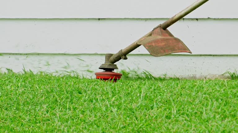 Best Pest Control for Lawns  in Willows, CA