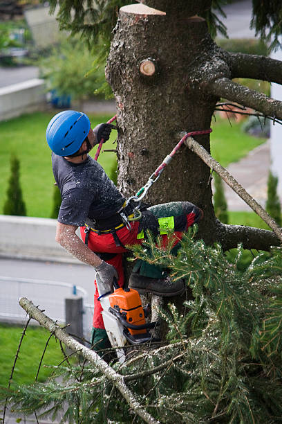 Best Firewood Processing and Delivery  in Willows, CA