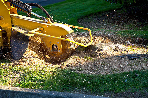 Best Grass Overseeding  in Willows, CA